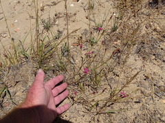 Dianthus bolusii