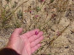 Dianthus bolusii
