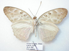 Catuna angustatum