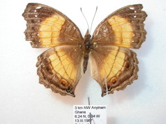 Junonia terea terea