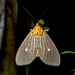 Tropical Tiger Moth - Photo (c) msone, some rights reserved (CC BY-NC-ND), uploaded by msone