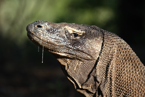 Komodo Dragon, photo 7 of 7
