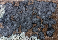 Rhizocarpon eupetraeum