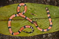 Micrurus dumerilii