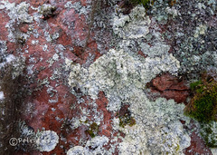 Lepraria membranacea