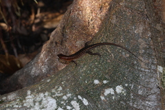 Sphenomorphus melanopogon