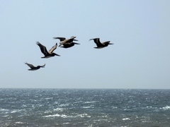 Pelecanus occidentalis