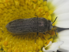 Acmaeoderella coarctata