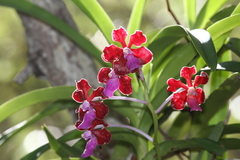 Vanda perplexa