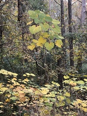 Vernicia fordii