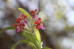 Vanda perplexa