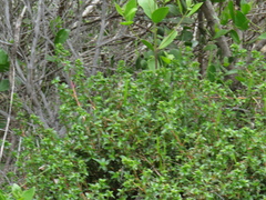 Cliffortia ferruginea