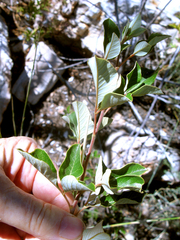 Searsia tomentosa