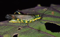 Chromacris psittacus pacificus