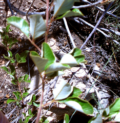 Searsia tomentosa