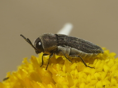 Acmaeoderella coarctata