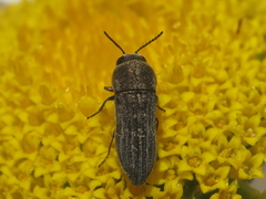 Acmaeoderella coarctata