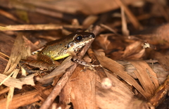 Pristimantis achatinus