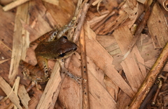 Pristimantis achatinus