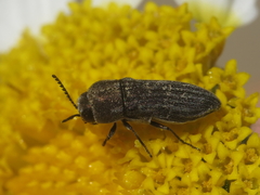 Acmaeoderella coarctata
