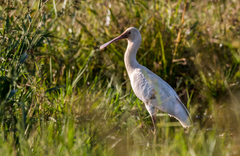 Platalea alba