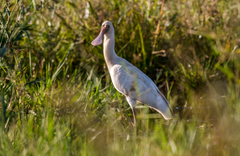 Platalea alba