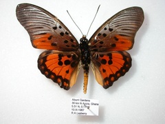 Pseudacraea boisduvalii boisduvalii