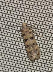 Bryotropha domestica