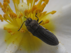 Acmaeoderella coarctata