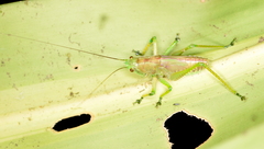 Copiphora brevirostris