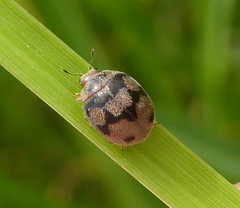 Afidentula godarti