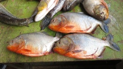 Pygocentrus nattereri