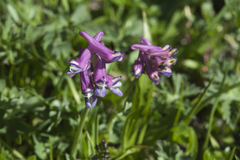 Corydalis conorhiza