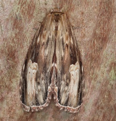Truncaptera meridionalis