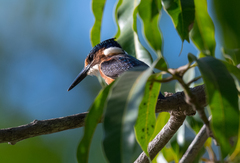 Corythornis cristatus