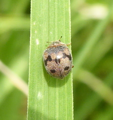 Afidentula godarti