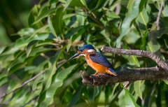 Corythornis cristatus