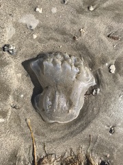 Rhizostomatoidea