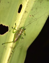 Copiphora brevirostris