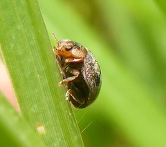 Afidentula godarti