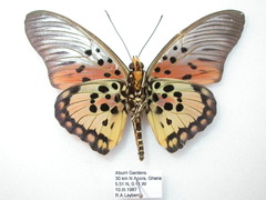 Pseudacraea boisduvalii boisduvalii
