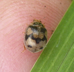Afidentula godarti