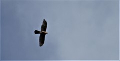 Accipiter hiogaster