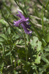 Corydalis conorhiza