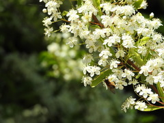 Callicera rufa