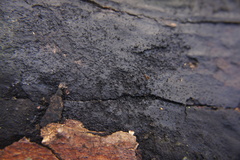 Cryptostroma corticale