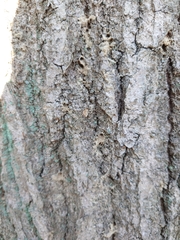 Platypus quercivorus