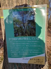 Platypus quercivorus