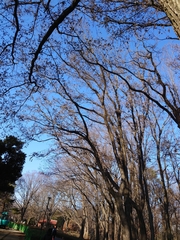 Platypus quercivorus