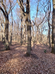 Platypus quercivorus